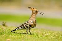 Hoopoe